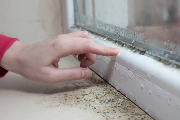 Mold Odor Removal Services in Enlow, PA